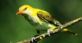 Sárgarigó