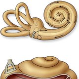 A rezgések terjedése a csigában (a fülben)