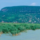 Nádas a Balatonon