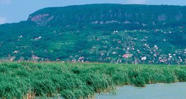 Nádas a Balatonon