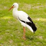 Gólya