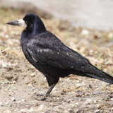 Varjú