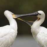 Kanalasgémek