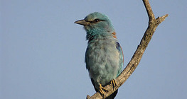 Szalakóta