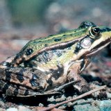 Kecskebéka
