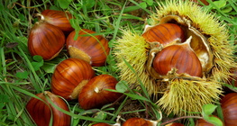 Szelídgesztenye