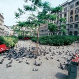Galambok egy köztéren