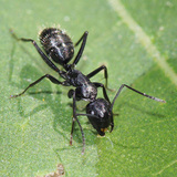 Hangya