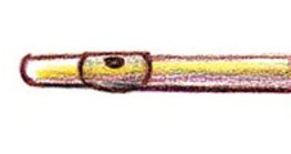 Fuvola
