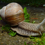 Csiga