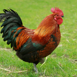 Kakas