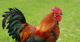 Kakas