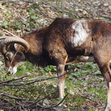 Muflon