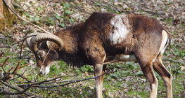 Muflon
