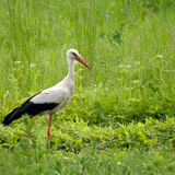 Gólya