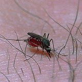 Mosquito