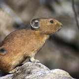 Pocoknyúl