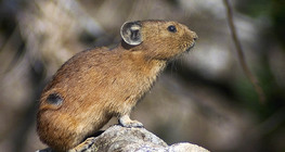 Pocoknyúl