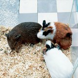 Tengerimalacok
