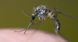Szúnyog