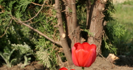 Tulipán
