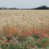Búza