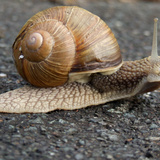Csiga