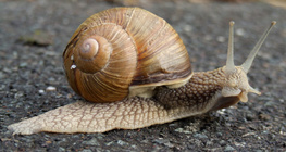 Csiga