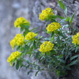 Kutyatej