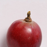 Szőlő