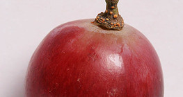 Szőlő