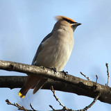 Csonttollú