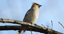 Csonttollú