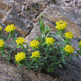 Kutyatej