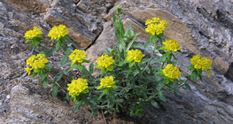 Kutyatej