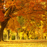 Őszi park