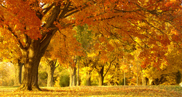 Őszi park
