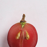 Szőlő