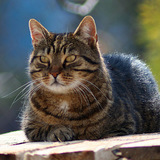 Macska