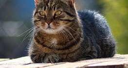 Macska