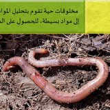 المحللات0