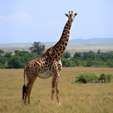 Zsiráf