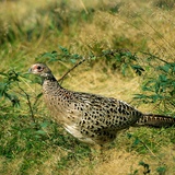 Fácán (nőstény)