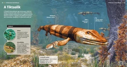 A Tiktaalik