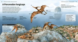 A Pteranodon longiceps
