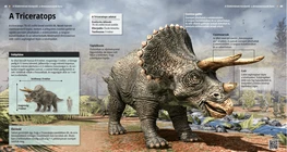 A Triceratops