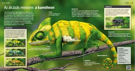 Az álcázás mestere: a kaméleon