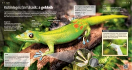 Különleges falmászók: a gekkók