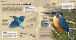 A levegő meghódítói: a madarak