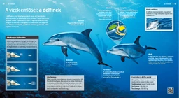 A vizek emlősei: a delfinek